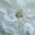 Blanche - Rosiers centifolia (Provence) - Madame Hardy